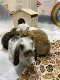 Pearl, Panda, Nutella….. - Holland Lop Rabbit