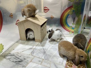 Pearl, Panda, Nutella….. - Holland Lop Rabbit