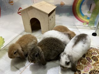 Pearl, Panda, Nutella….. - Holland Lop Rabbit