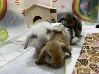 Pearl, Panda, Nutella….. - Holland Lop Rabbit