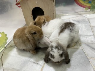 Pearl, Panda, Nutella….. - Holland Lop Rabbit