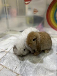 Pearl, Panda, Nutella….. - Holland Lop Rabbit