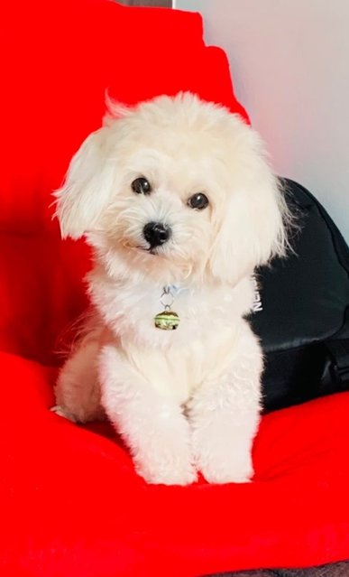 Happy - Maltese Mix Dog