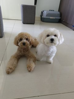 Happy - Maltese Mix Dog