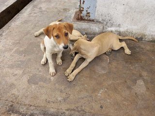 Taro - Mixed Breed Dog