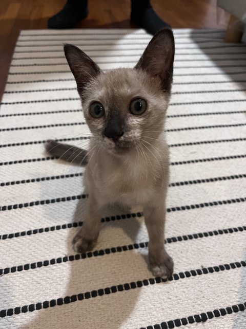 Banoo - Siamese Cat