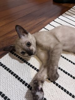 Banoo - Siamese Cat