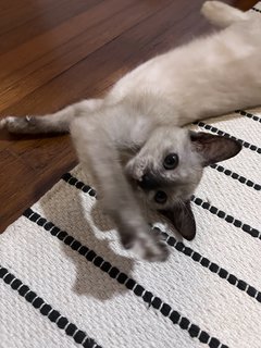 Banoo - Siamese Cat