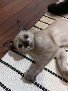 Banoo - Siamese Cat