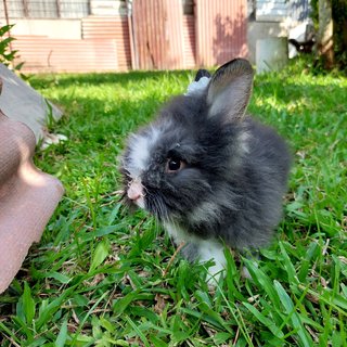 Mix Teddy - Angora Rabbit + Lionhead Rabbit