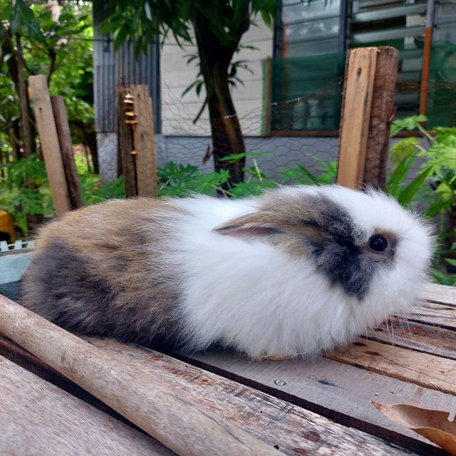 Mix Teddy - Angora Rabbit + Lionhead Rabbit