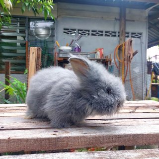 Mix Teddy - Angora Rabbit + Lionhead Rabbit