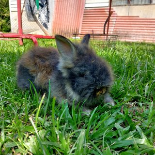 Mix Teddy - Angora Rabbit + Lionhead Rabbit