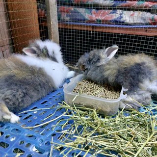 Mix Teddy - Angora Rabbit + Lionhead Rabbit