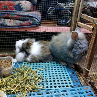 Mix Teddy - Angora Rabbit + Lionhead Rabbit