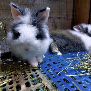 Mix Teddy - Angora Rabbit + Lionhead Rabbit