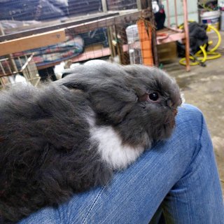 Mix Teddy - Angora Rabbit + Lionhead Rabbit