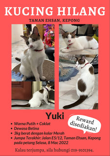 Yuki - Domestic Short Hair Cat