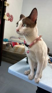 Yuki - Domestic Short Hair Cat