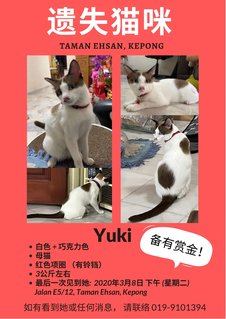 Yuki - Domestic Short Hair Cat