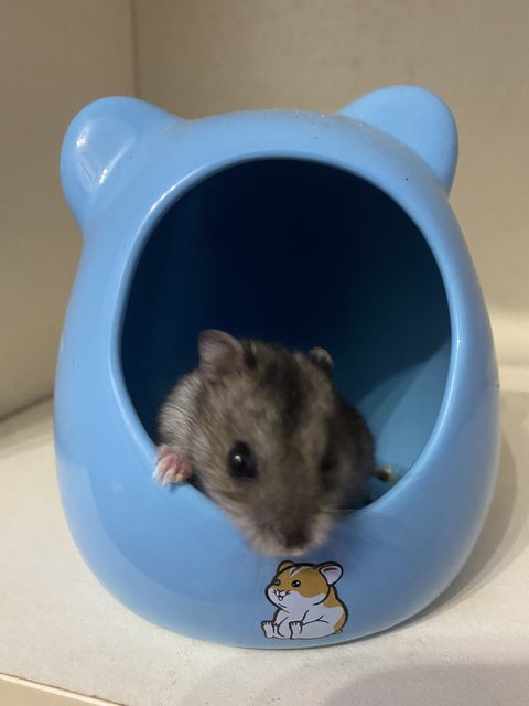 Mochi  - Roborovsky's Hamster Hamster