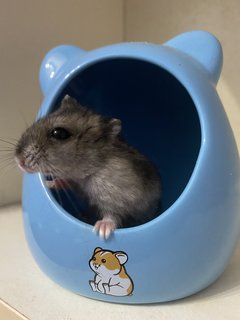 Mochi  - Roborovsky's Hamster Hamster