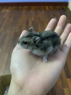 Mochi  - Roborovsky's Hamster Hamster