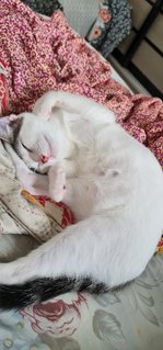 Malai And Kofta - Domestic Short Hair Cat