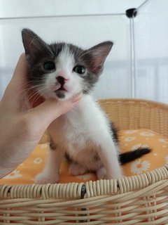 Mario - Domestic Medium Hair Cat