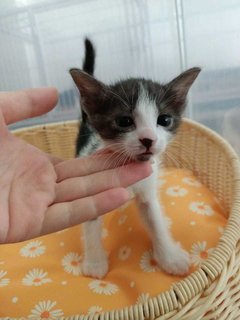 Mario - Domestic Medium Hair Cat