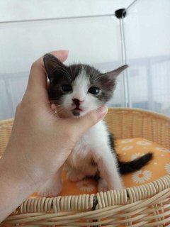 Mario - Domestic Medium Hair Cat