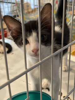 Mario - Domestic Medium Hair Cat