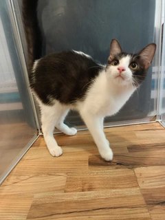 Mario - Domestic Medium Hair Cat