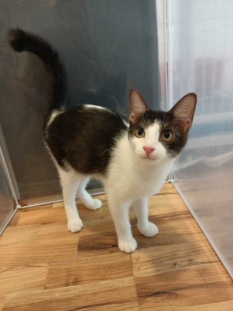 Mario - Domestic Medium Hair Cat