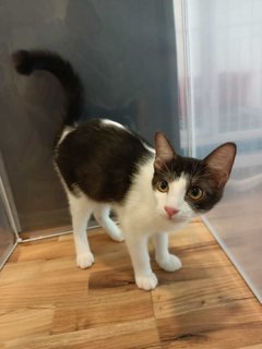 Mario - Domestic Medium Hair Cat