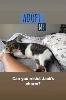 Gentle, Cuddly Jack &lt;3 - Domestic Short Hair Cat