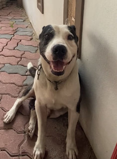 Baby - Pit Bull Terrier Mix Dog