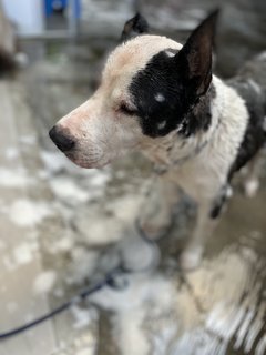 Baby - Pit Bull Terrier Mix Dog