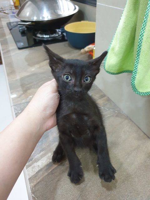 Little Black - Domestic Short Hair Cat