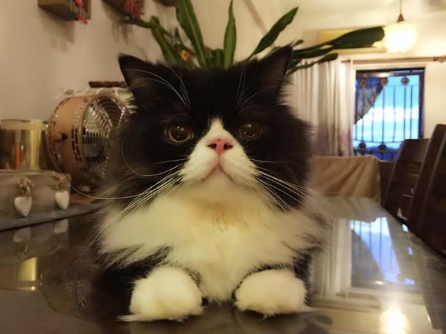 Kiso - Persian Cat