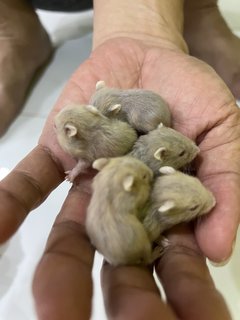 Winter White Gold Hamster - Short Dwarf Hamster Hamster