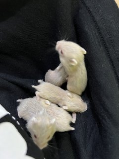 Winter White Gold Hamster - Short Dwarf Hamster Hamster