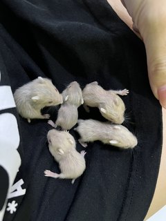 Winter White Gold Hamster - Short Dwarf Hamster Hamster