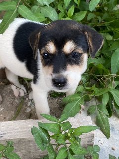 6 Week Old Puppies  - Mixed Breed Dog