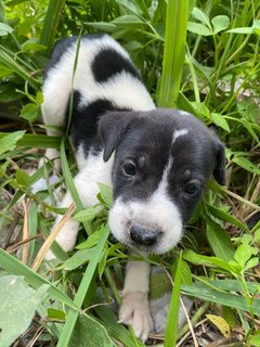 6 Week Old Puppies  - Mixed Breed Dog