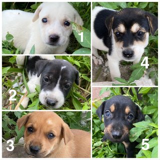 6 Week Old Puppies  - Mixed Breed Dog