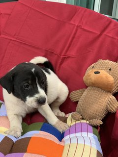 6 Week Old Puppies  - Mixed Breed Dog