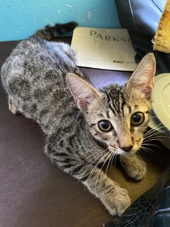 Meow - Domestic Short Hair + Bengal Cat