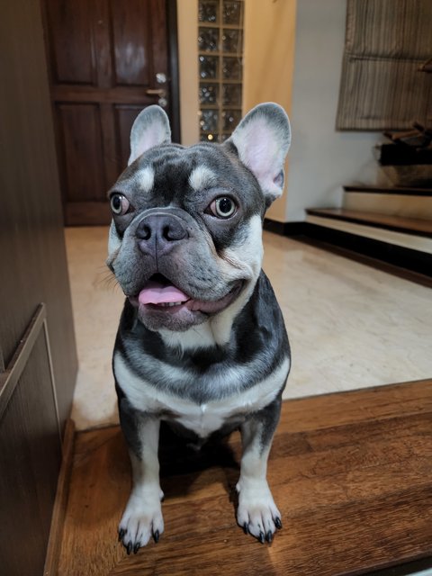 Brutes - French Bulldog Dog