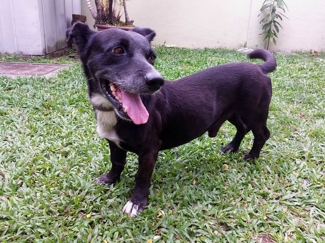 Boy - Mixed Breed Dog